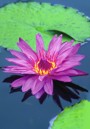 The Heart of the matter, excerpt from Being Centered by Roman Oleh Yaworsky
